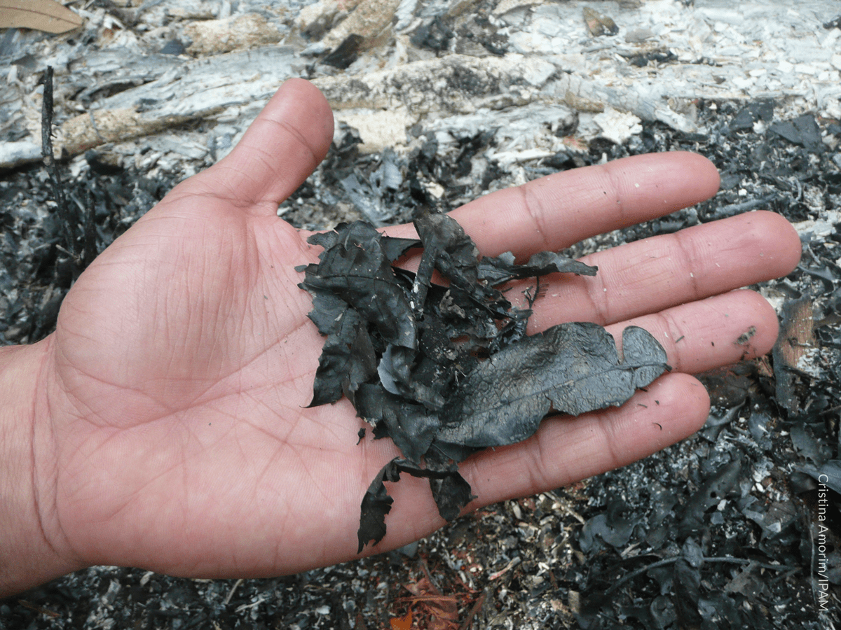 Amazon deforestation, the country of Norway, and our shared heritage