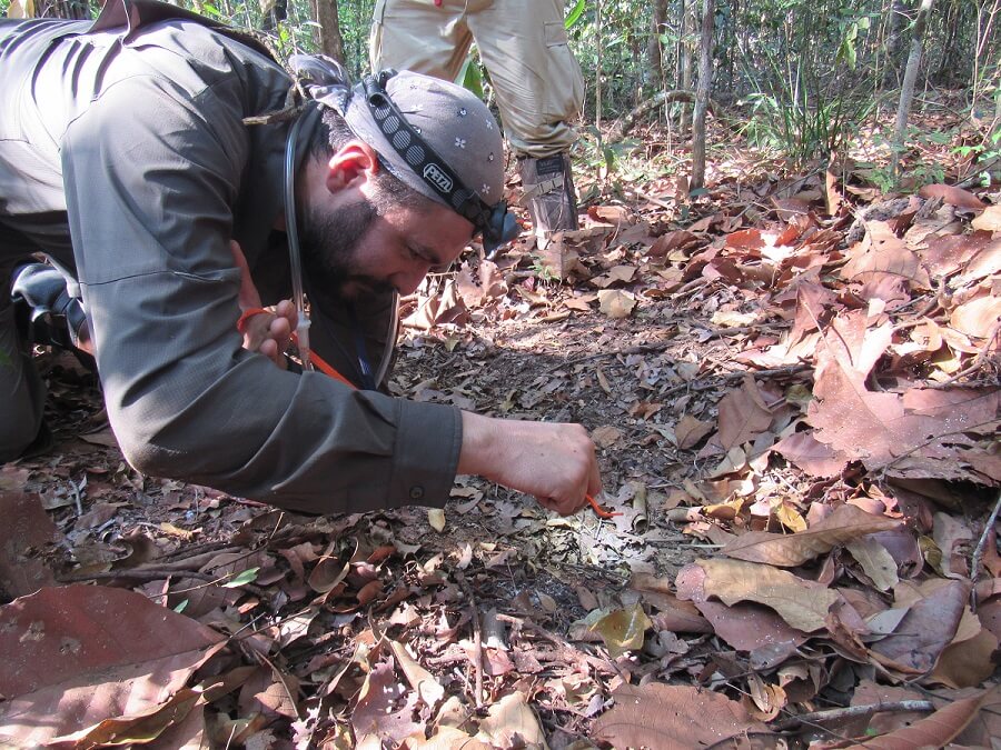 Pesquisadores caçam formigas para compreender o processo evolutivo