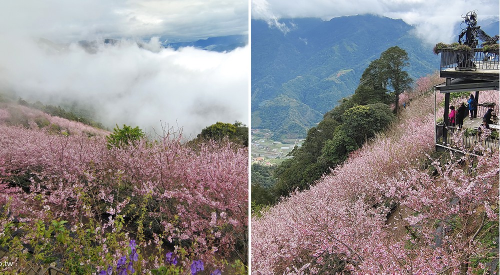 武界櫻花秘境|毛毛蟲山瑪嵐茶園雲海櫻海觀景台