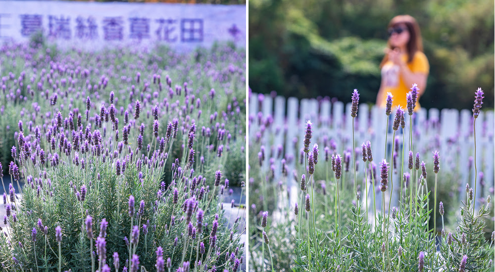 苗栗葛瑞絲香草花田|7000坪1萬5千株薰衣草免費參觀．台版的普羅旺斯