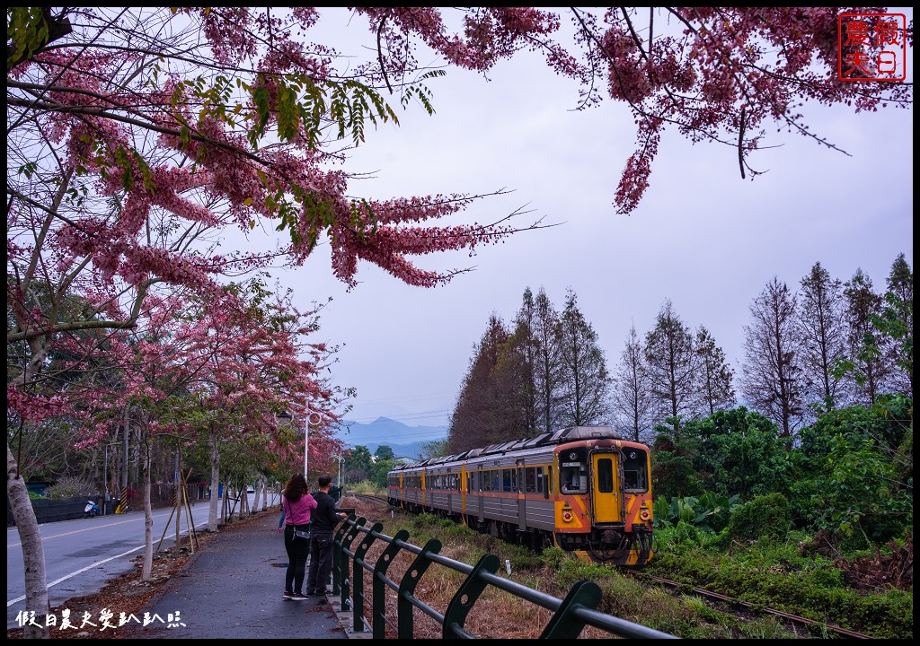 二水鐵道花旗木|媲美阿里山櫻花鐵道 集集小火車和花旗木同框