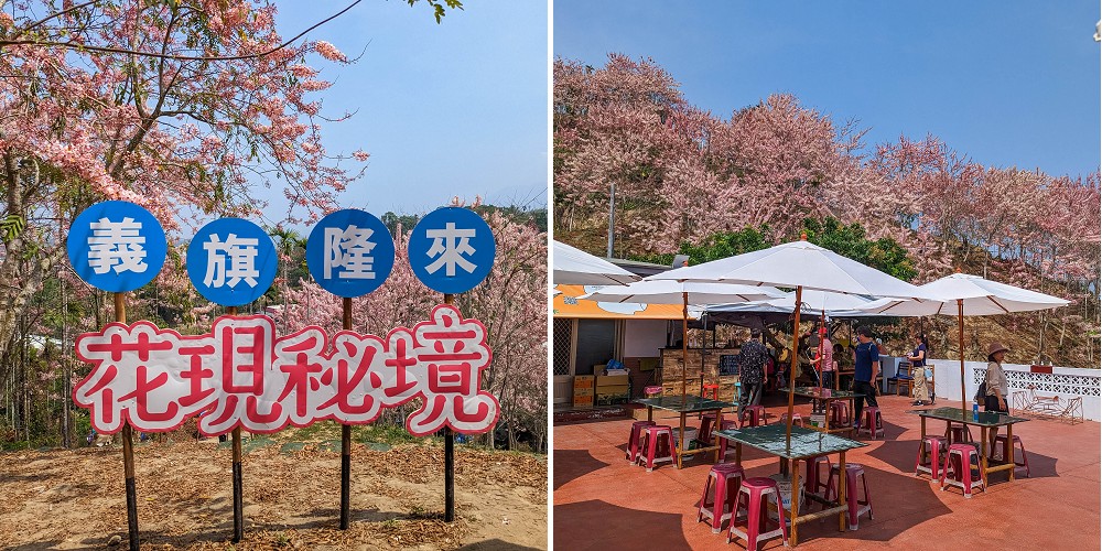 嘉義竹崎花旗木秘境|阿拉伯的粉紅村，花旗木爆開免費賞花