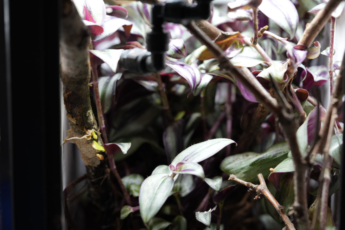 iPardalis Chameleon Safe Plants