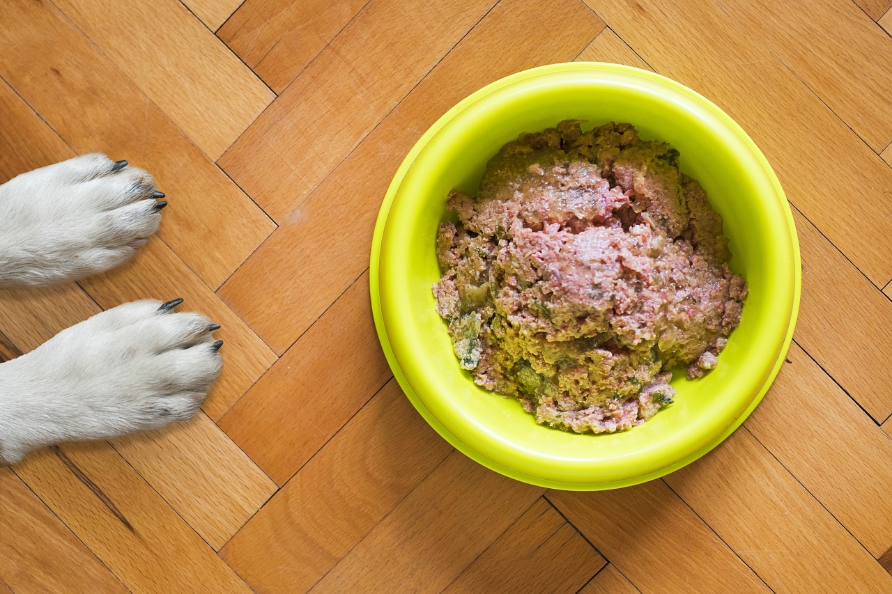 The Best Diet for Dogs Suffering from Cancer Ip Dogs Make Your Home