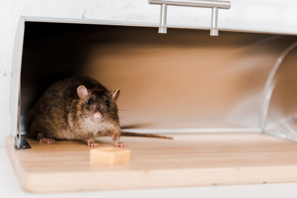 6 Ways To Tell If You Have Rats In Your Home Ip Dogs Make Your Home