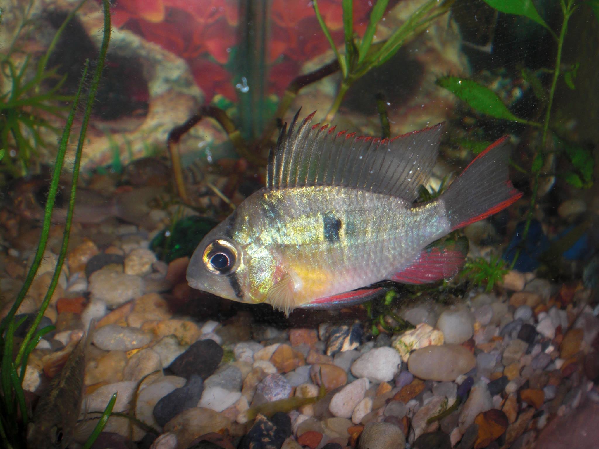 Bolivia Ram WHOLESALE ASIA'S TROPICAL FISH / ORNAMENTAL FISH