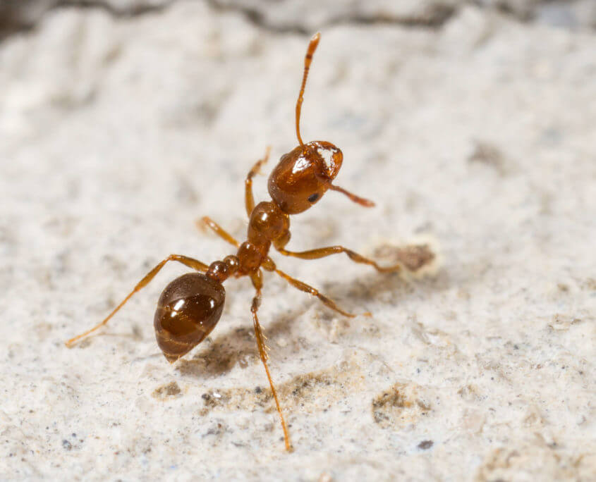 Fire Ant