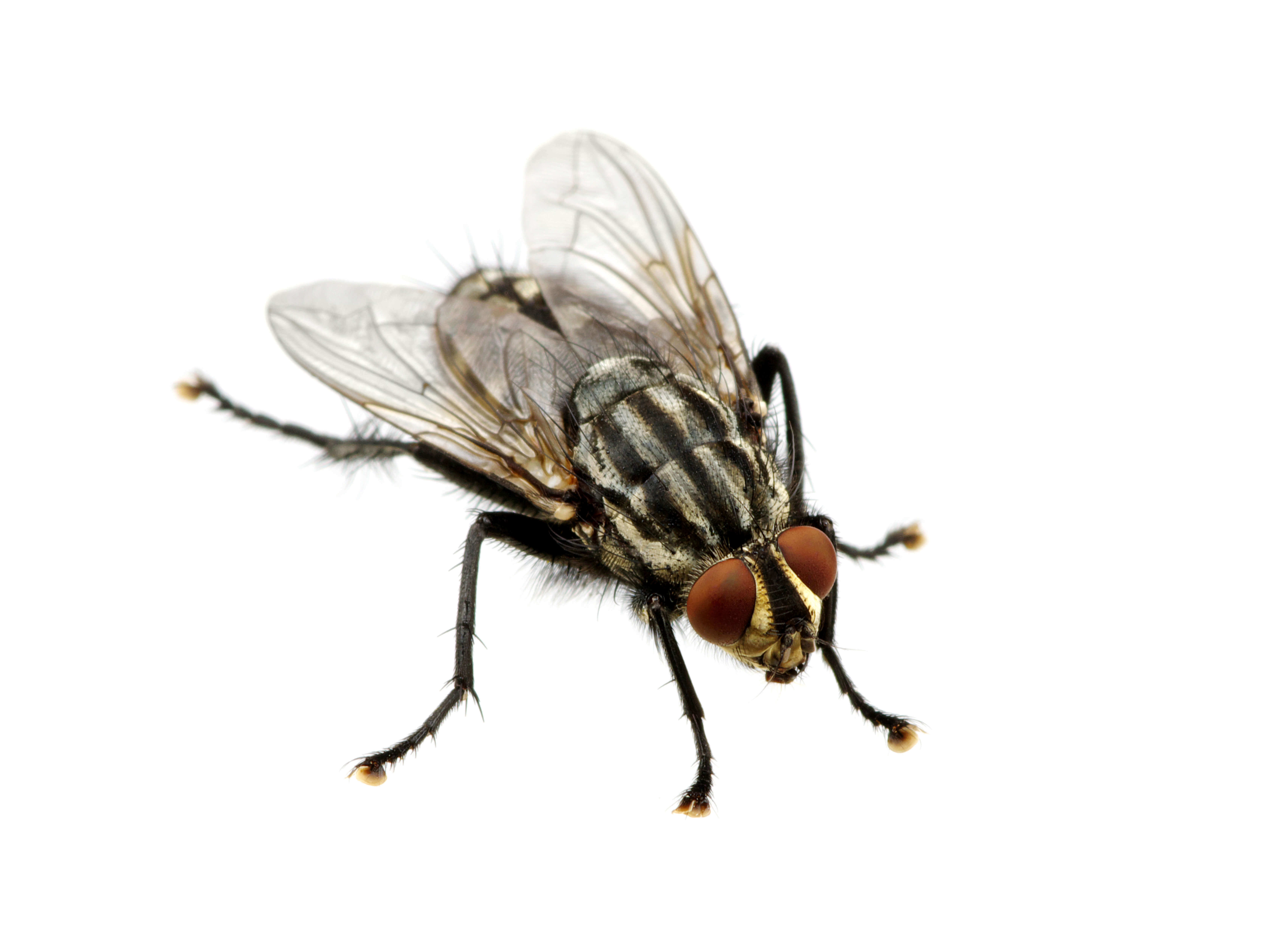 Recognize The Fly Pests Associated With Drains, Septic Systems