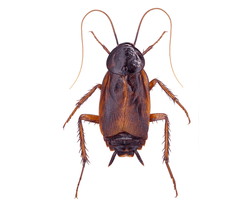 Oriental Cockroach