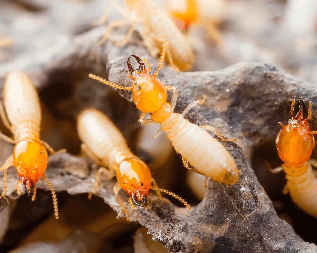 When Does Each Termite Species Swarm In San Antonio, And Which Species
