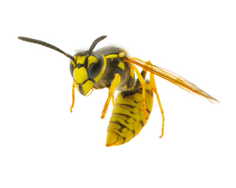 Yellow Jacket Wasps San Antonio, College Station Pest Control iPest