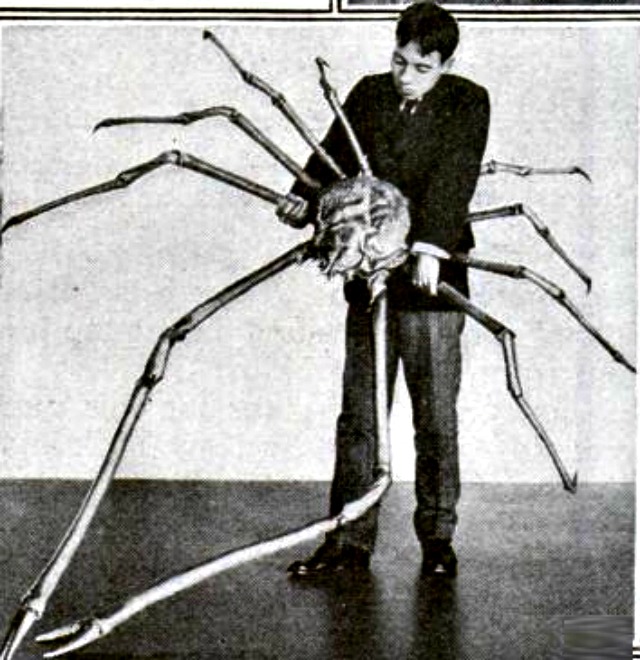 Giant Japanese Spider Crab Facts Always Learning!