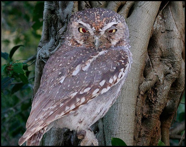 101 Facts Owls Always Learning