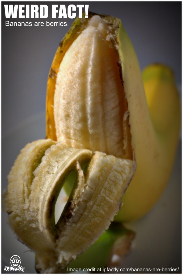Bananas are berries. Always Learning!