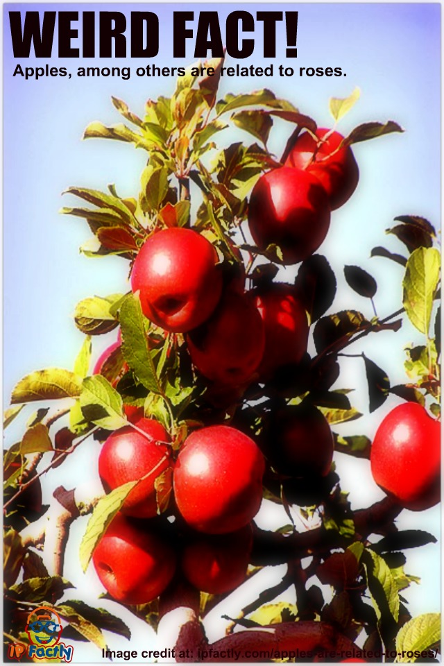 Apples, among others are related to roses. Always Learning!