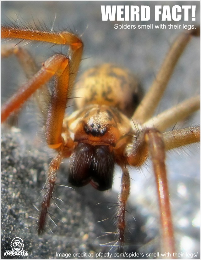 Do Spiders Smell
