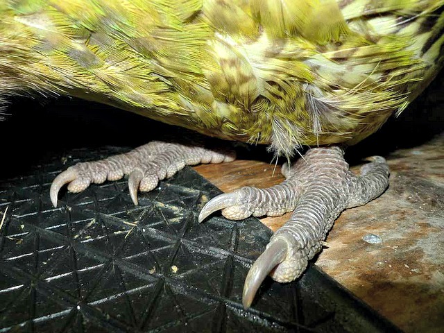 Link 82 The Kakapo Is a Parrot That Can’t Fly! Always Learning!
