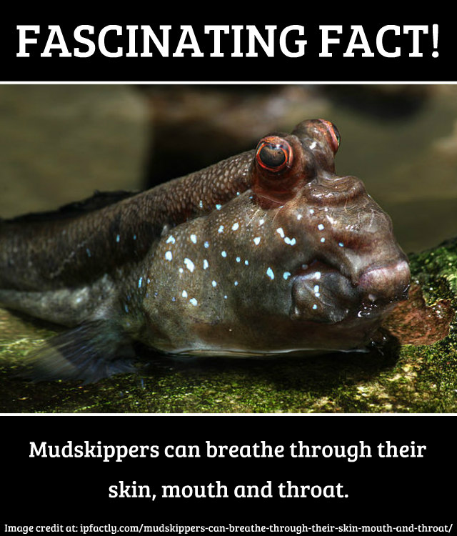 Mudskippers can breathe through their skin, mouth and throat. Always