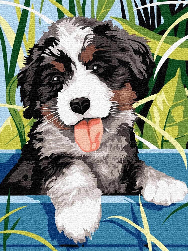 Bernese Mountain Puppy, 30x40 cm DIY Paint by numbers iPicasso