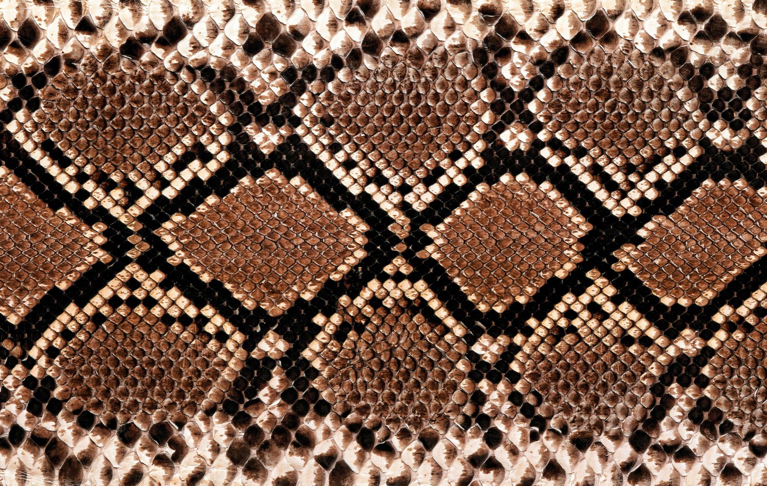 Snake Print Wallpaper Free Download HD Widescreen