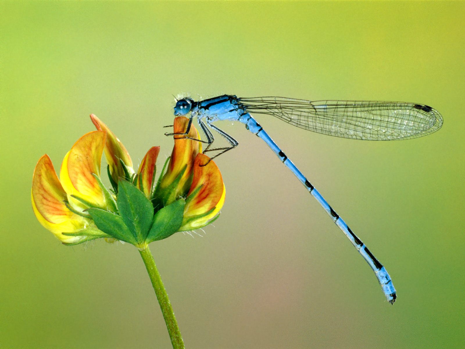 Beautiful Dragonfly On A Flower Photo Image Gallery Insect Wallpapers
