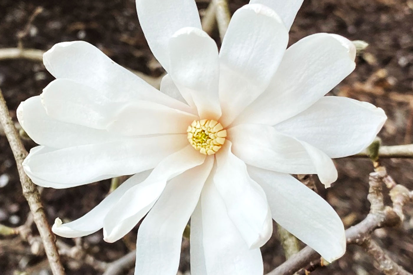 Fragrant Magnolia Flowers Tantalize the Senses Several species of ornamental magnolias grace