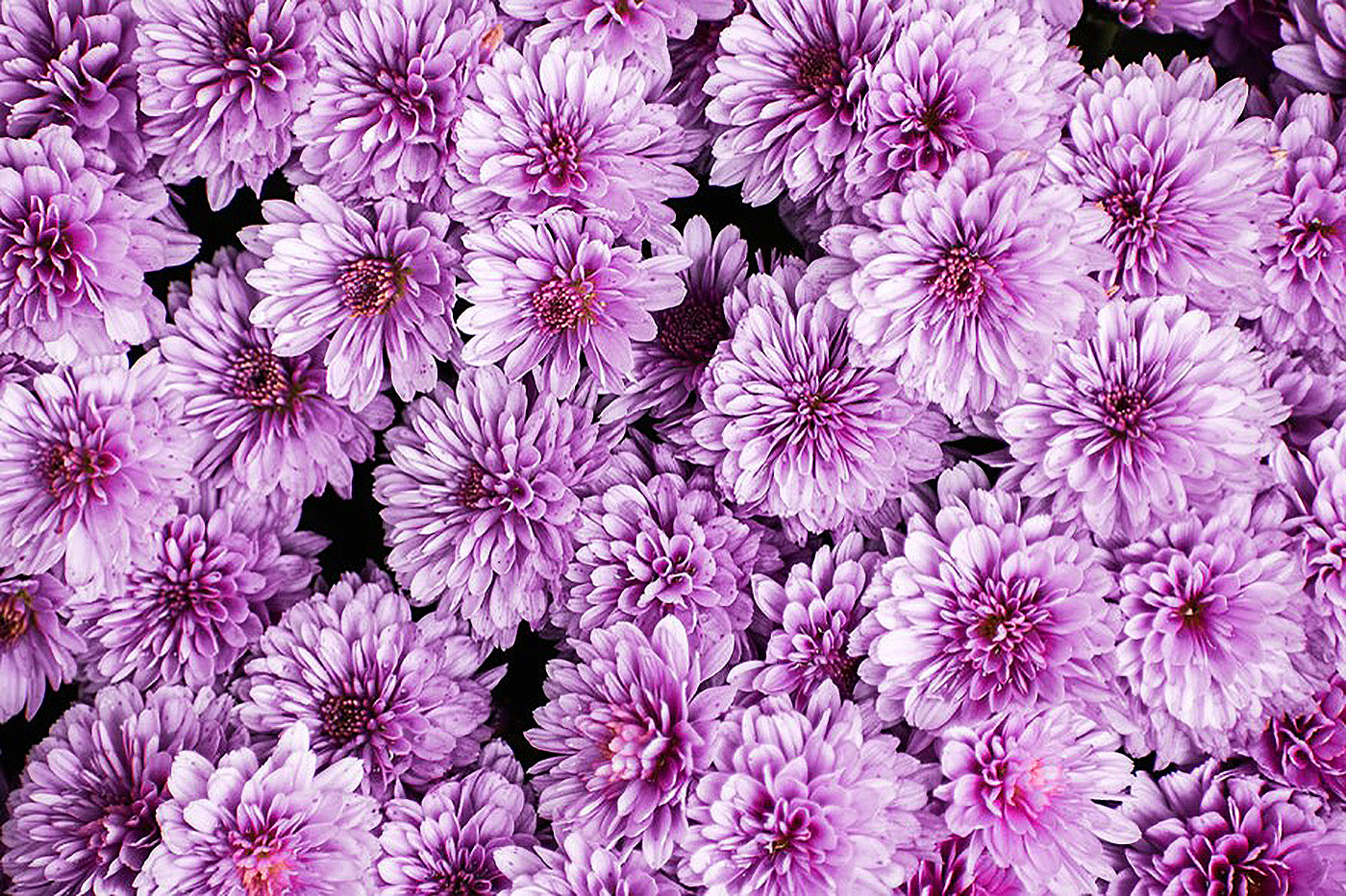 Winter Care of Hardy Mums Garden chrysanthemums, or hardy mums, have