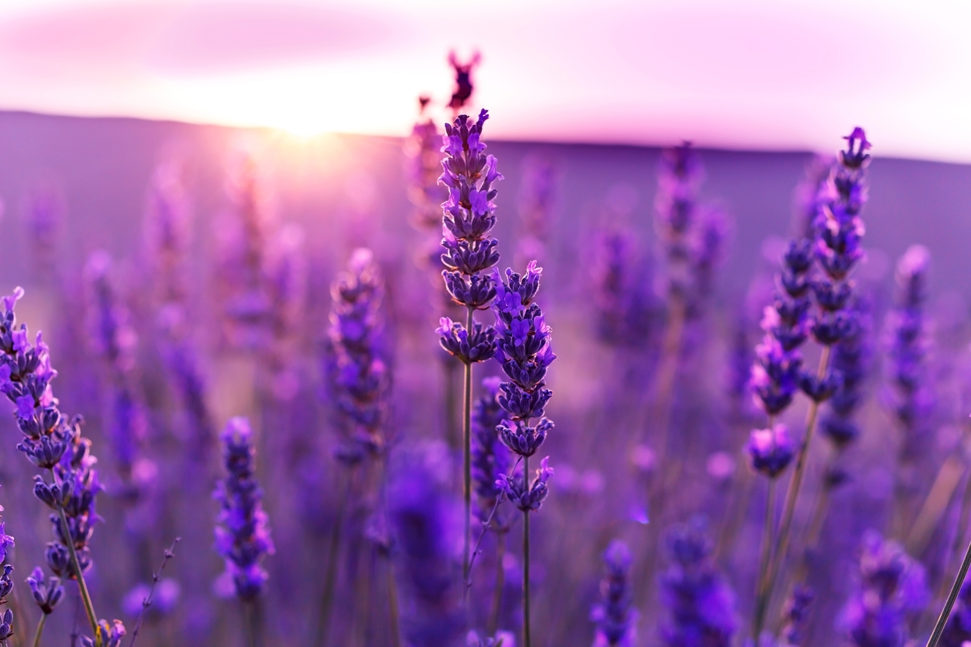 Growing Lavender in Missouri Lavender can be a viable crop for