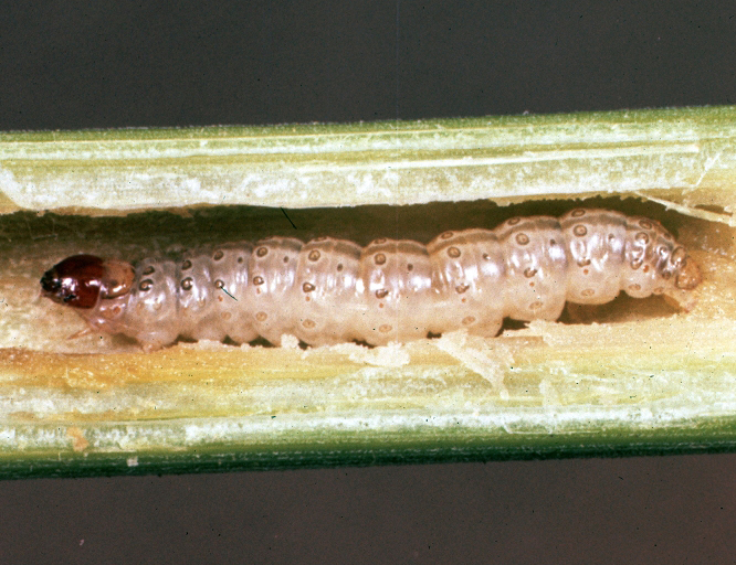European Corn Borer Identification & Scouting // Integrated Pest