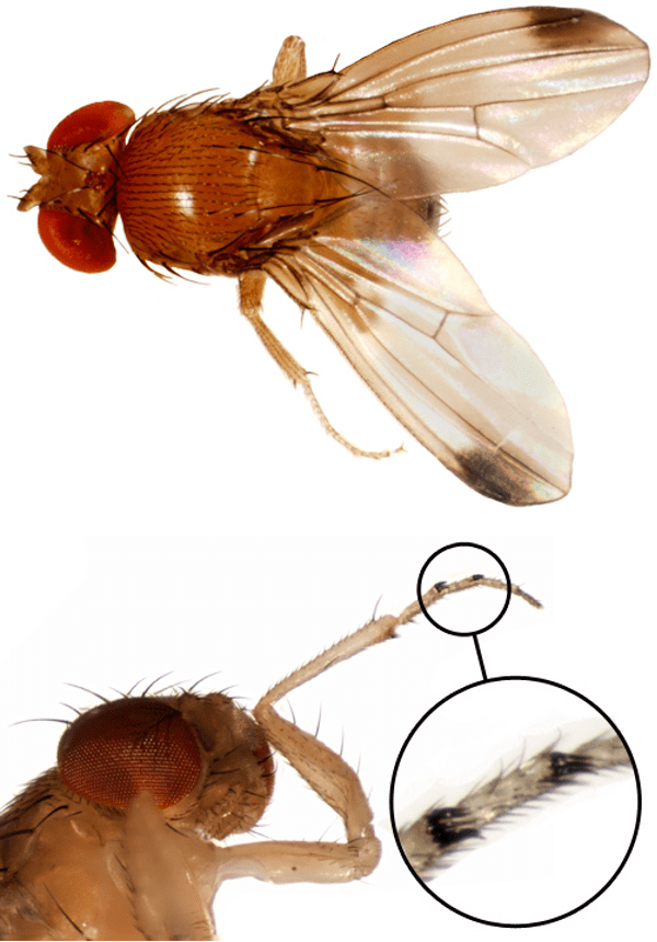 Spotted Wing Drosophila Identification, Monitoring, and Management in