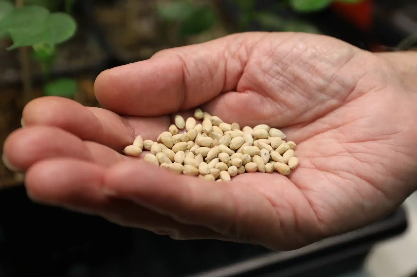 “Unlocking the Power of Cottonseeds: A Promising New Protein Source for Future Foods” – IPM Newsroom
