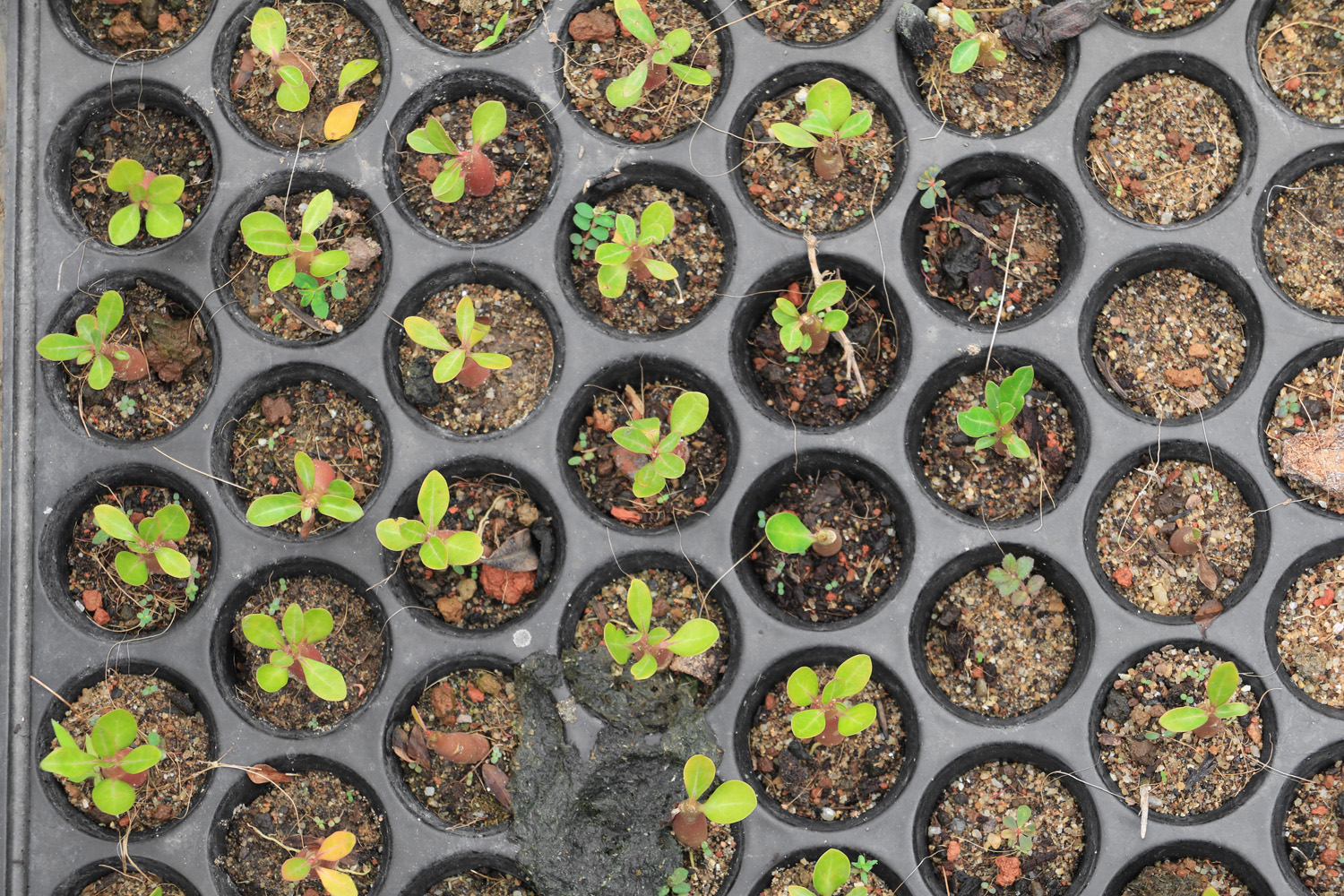 New Plant Varieties Intellectual Property Office