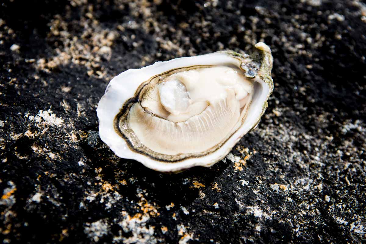 Gallagher Speciales Irish Premium Oysters