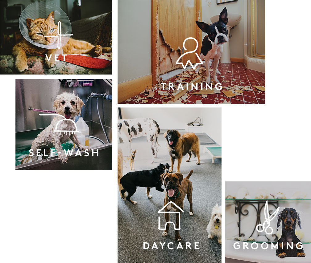 Home Independent Pet Partners