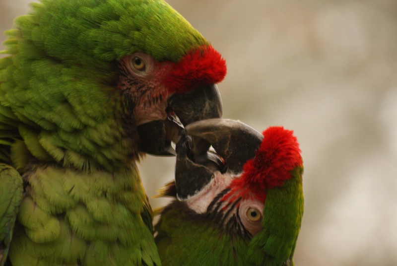 Yang Harus Diketahui Tentang Olive Lovebird iPray!