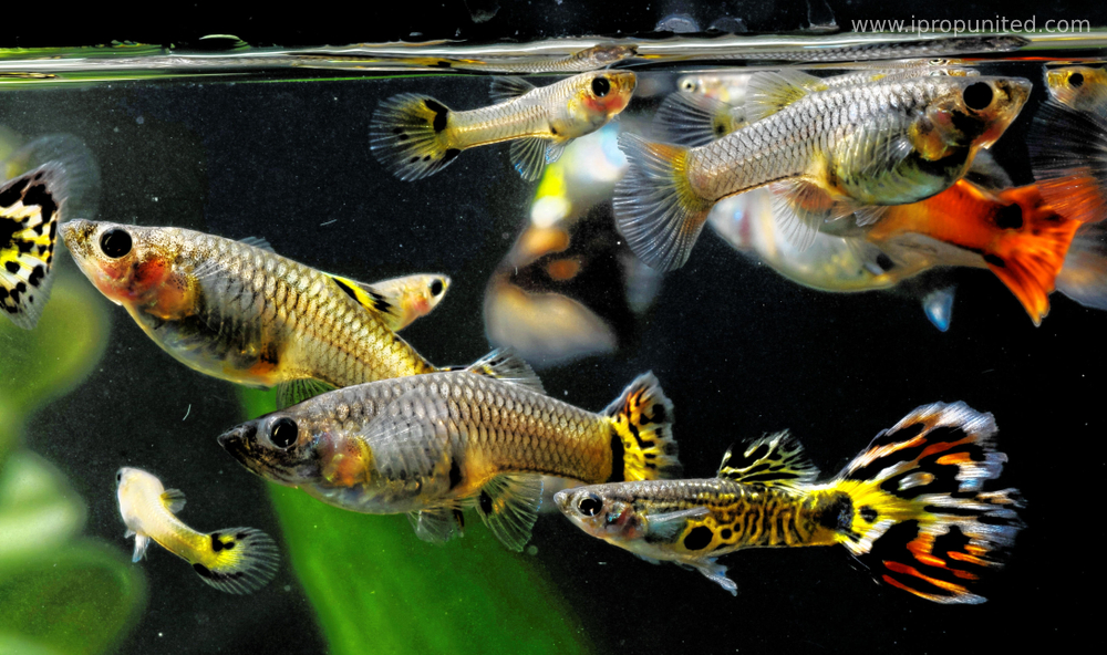 Top Best Fish To Keep In Your Home Aquariums iPropUnited