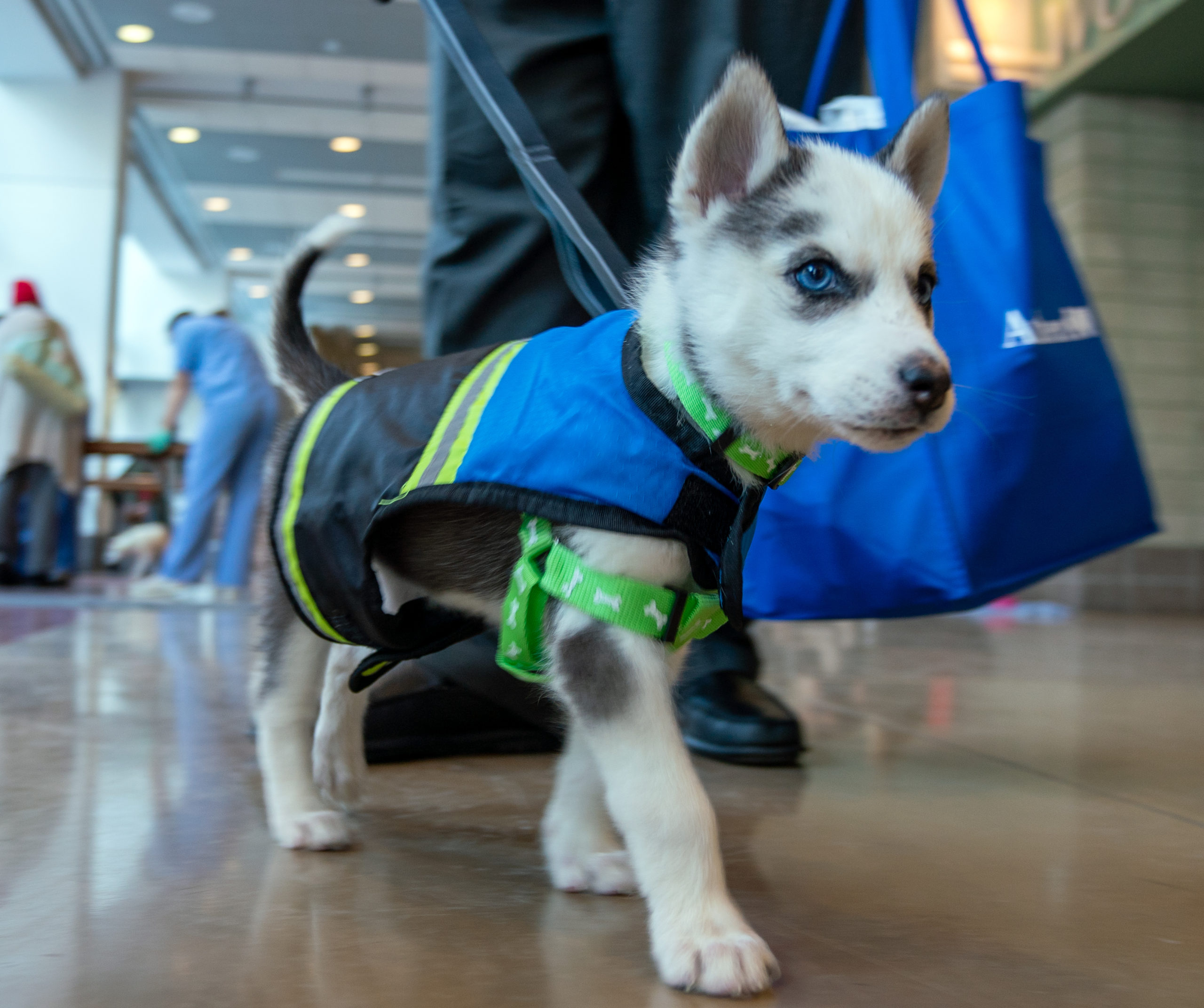 Feeding Pets of the Homeless In Plain Sight Marketing LLC