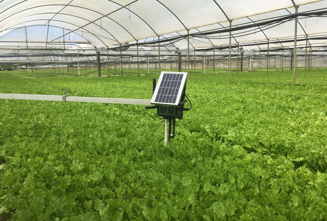 Smart Agriculture project in Salerno (Italy) to monitor “baby leaves