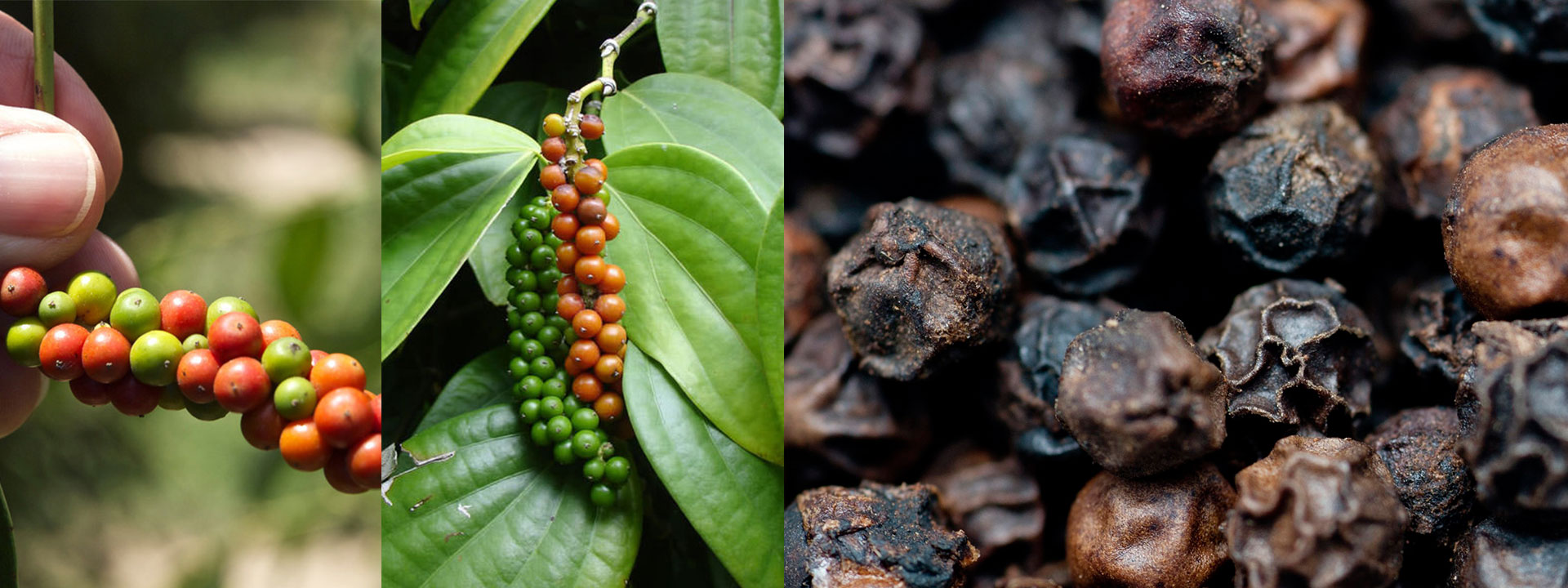 India Pepper and Spice Trade Association