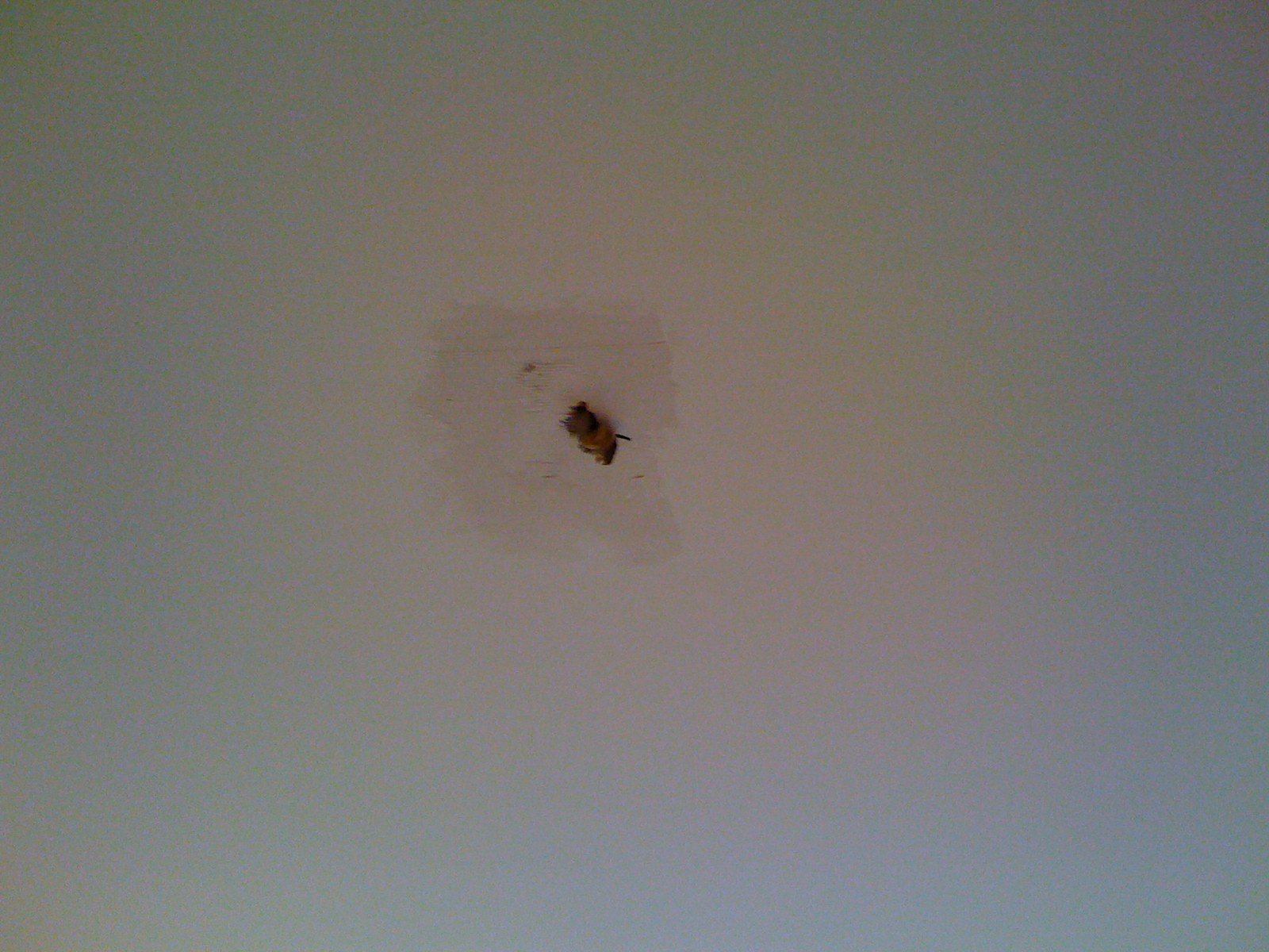 Squirrels in the Ceiling Ipstenu