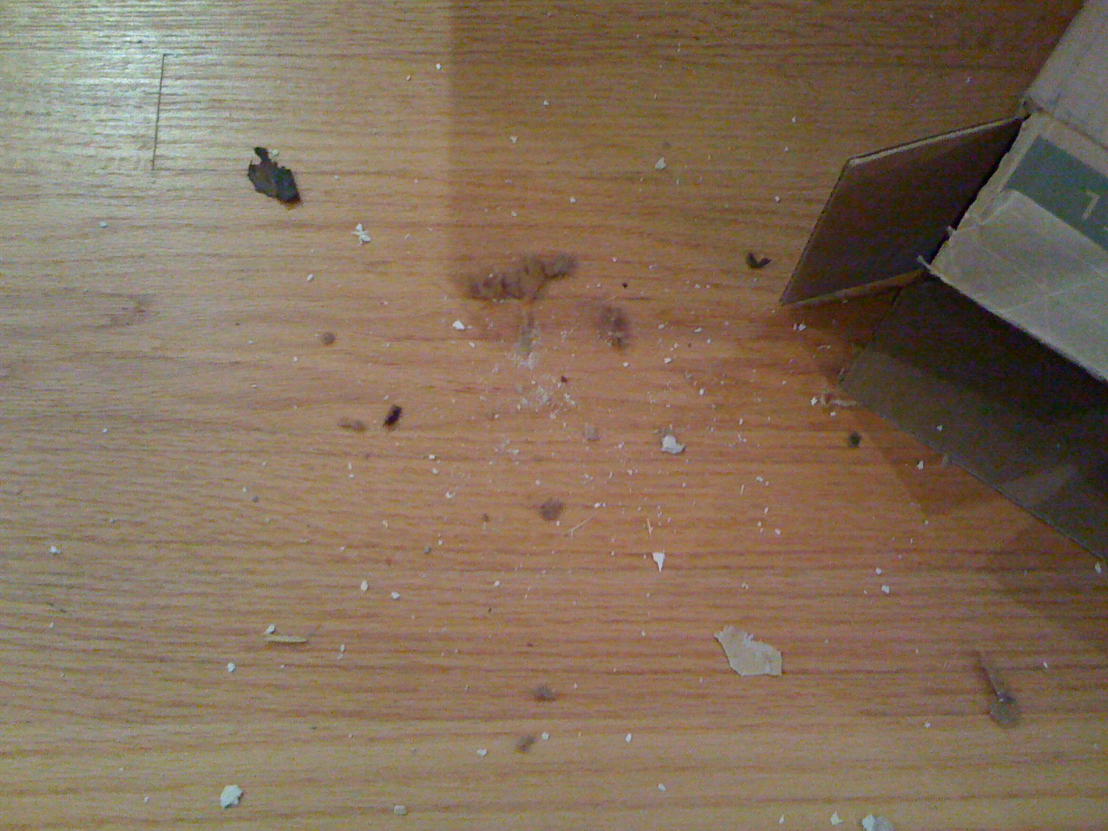 Squirrels in the Ceiling Ipstenu