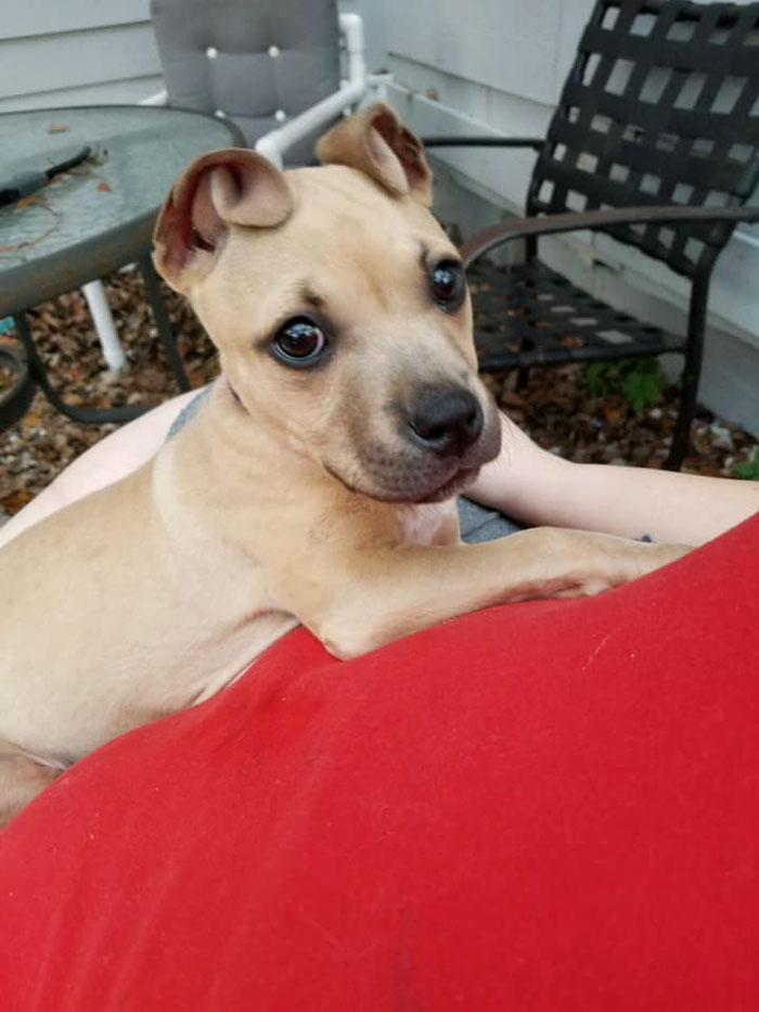 The ears of this adorable rescue puppy are shaped like