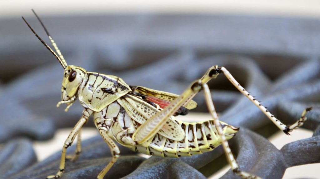 FAO warns Iran of huge locust swarms on the way