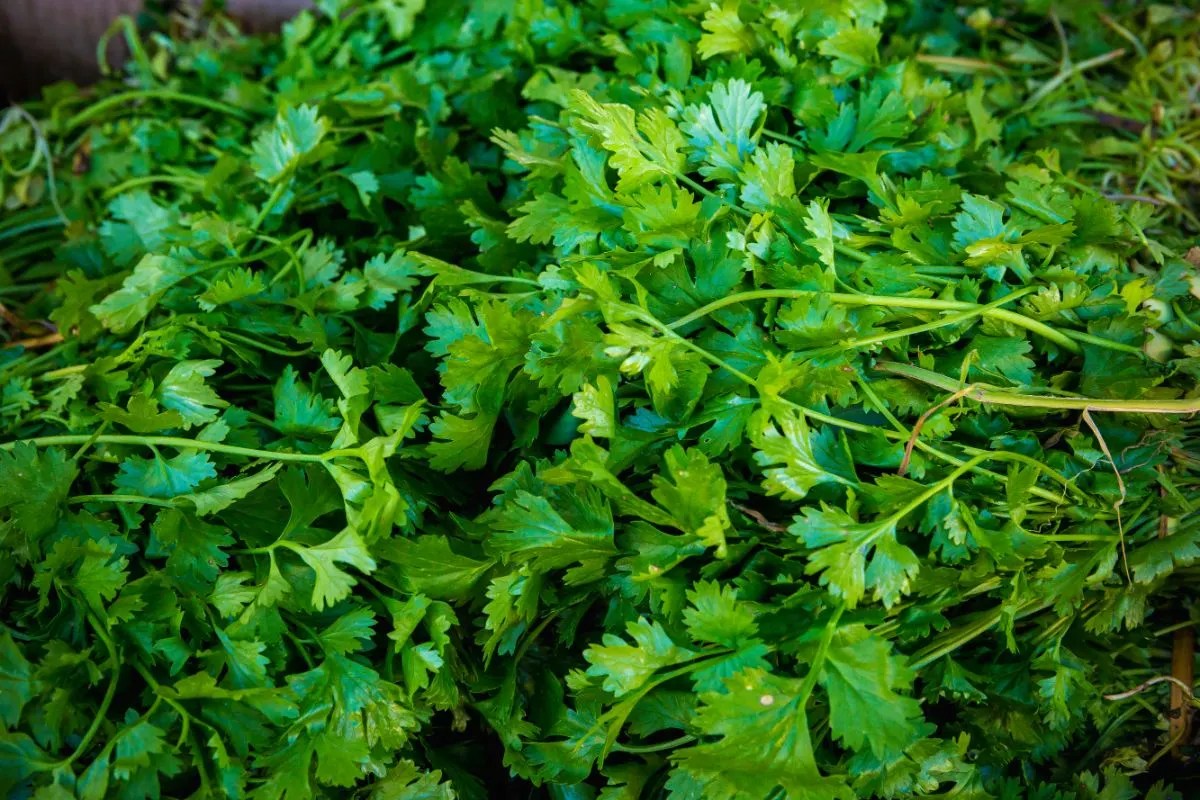 How To Store Fresh Cilantro?