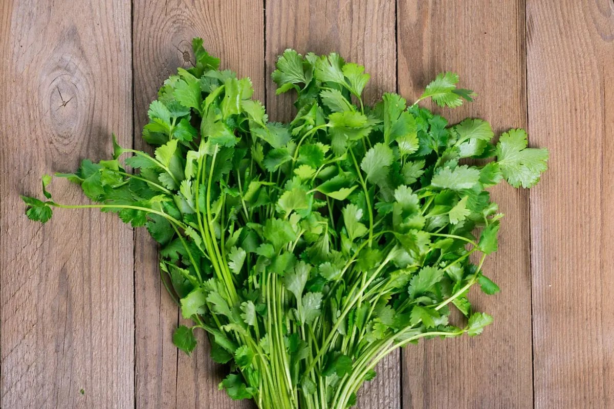 How To Store Fresh Cilantro?