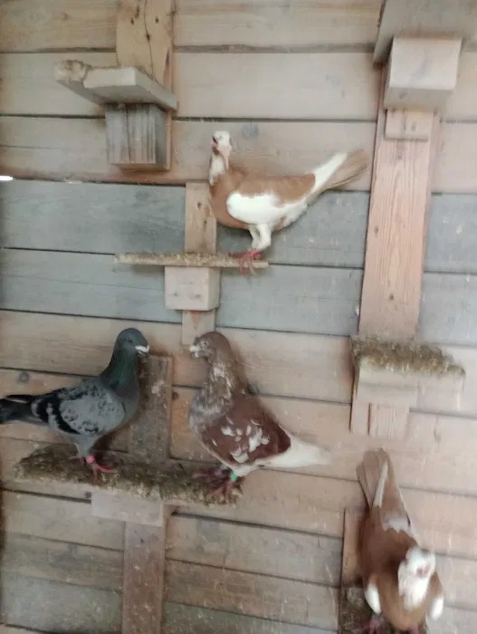 Show homer gołąb rasowy Kielce • OLX.pl