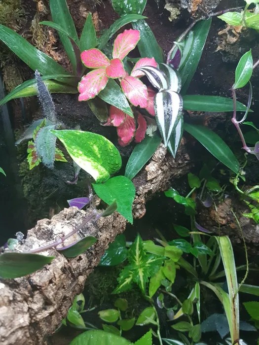 Terrarium tropikalne z wodospadem Białystok Antoniuk • OLX.pl