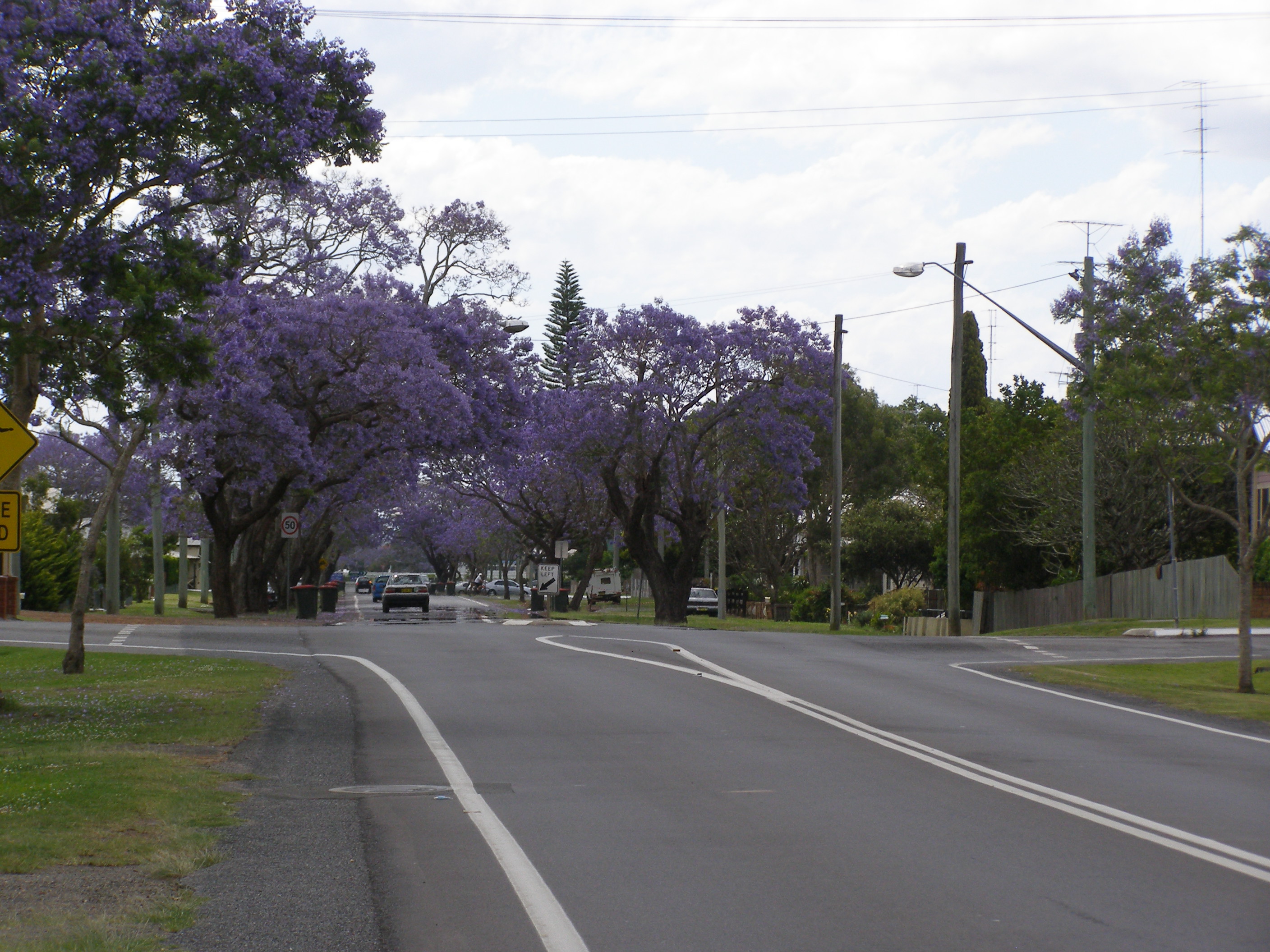 Floral Friday After the Jacaranda Festival Grafton Reflections and