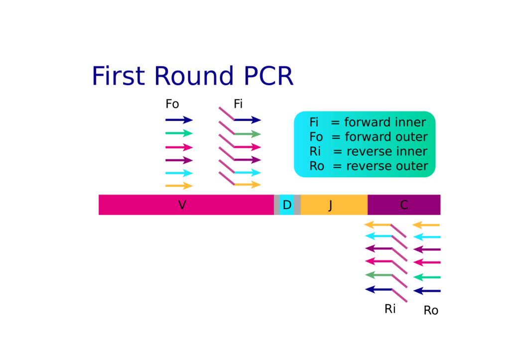 Primers Pcr