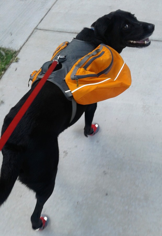 Ruffwear Bark'n Boots Grip Trex Set of 4